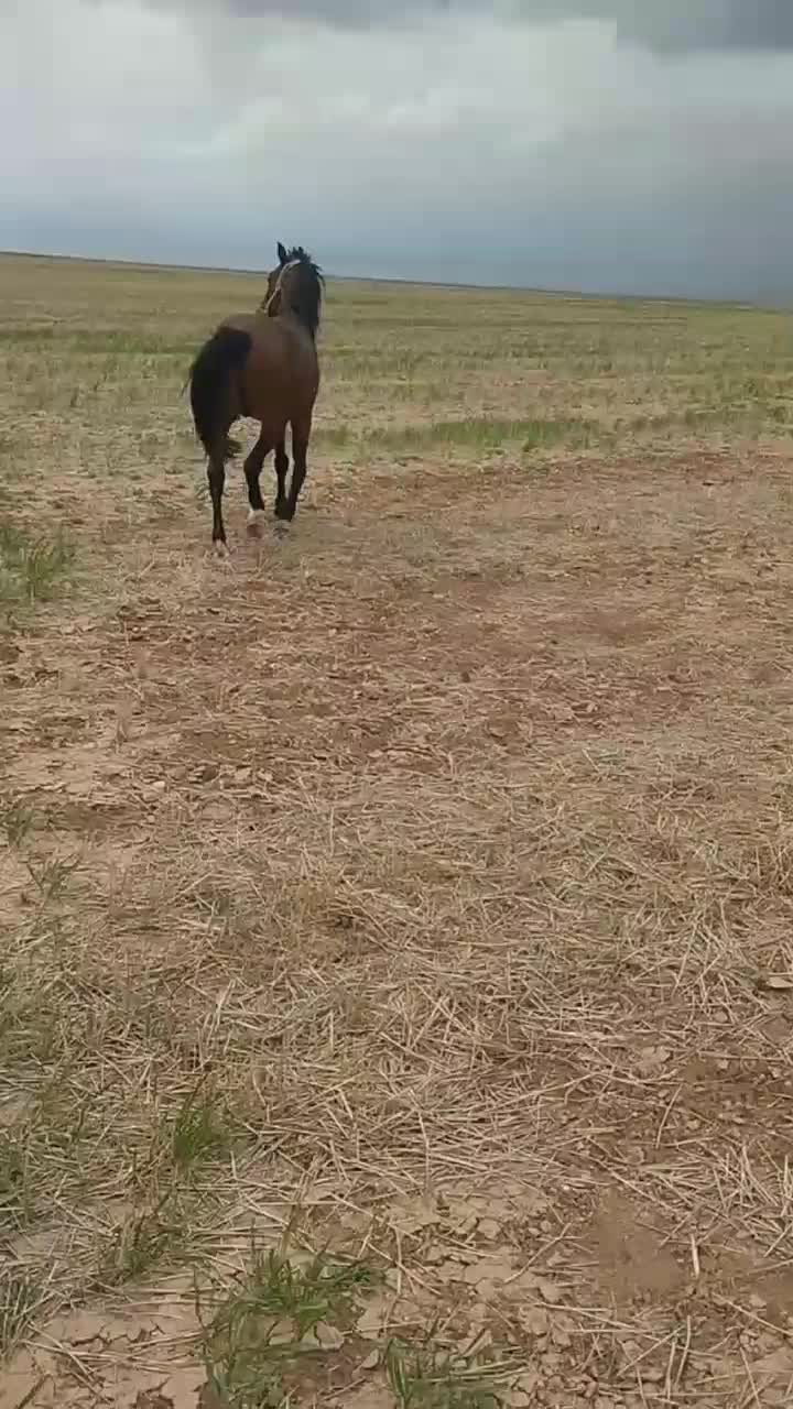 اسب|اسب و تجهیزات اسب‌سواری|کبودرآهنگ, |دیوار