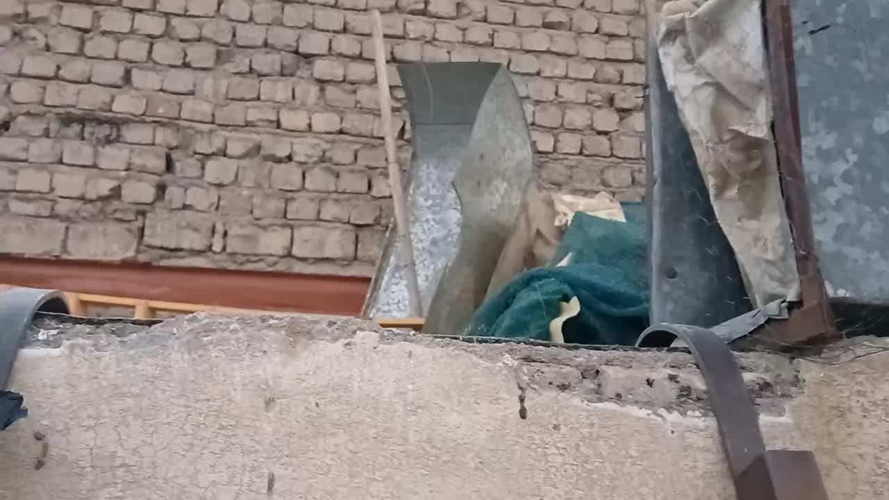 کبوتر(کفتر) سفید پاپری کاکل دار سالم و جوان|پرنده|قم, بنیاد|دیوار