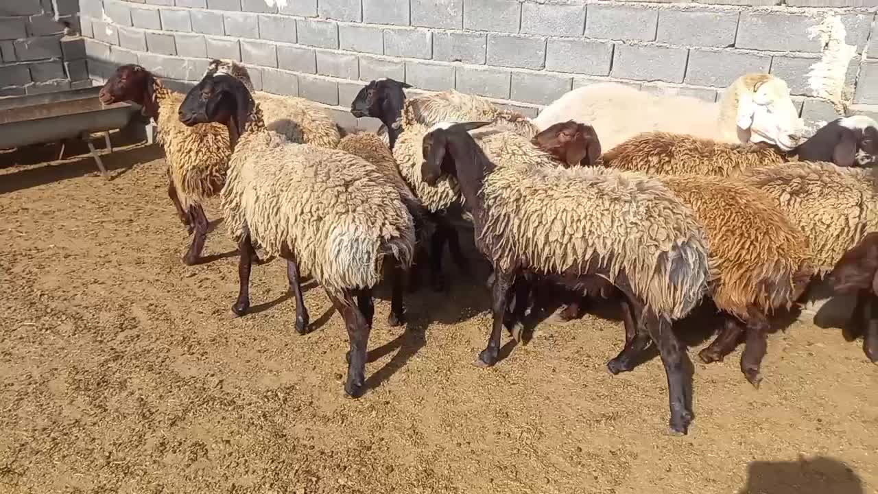 گوسفند داشتی|حیوانات مزرعه|شیروان (خراسان), |دیوار
