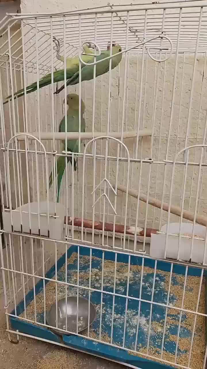 یک جفت ملنگو وجوجه عروس سرلاکی|پرنده|اصفهان, حصه جنوبی|دیوار