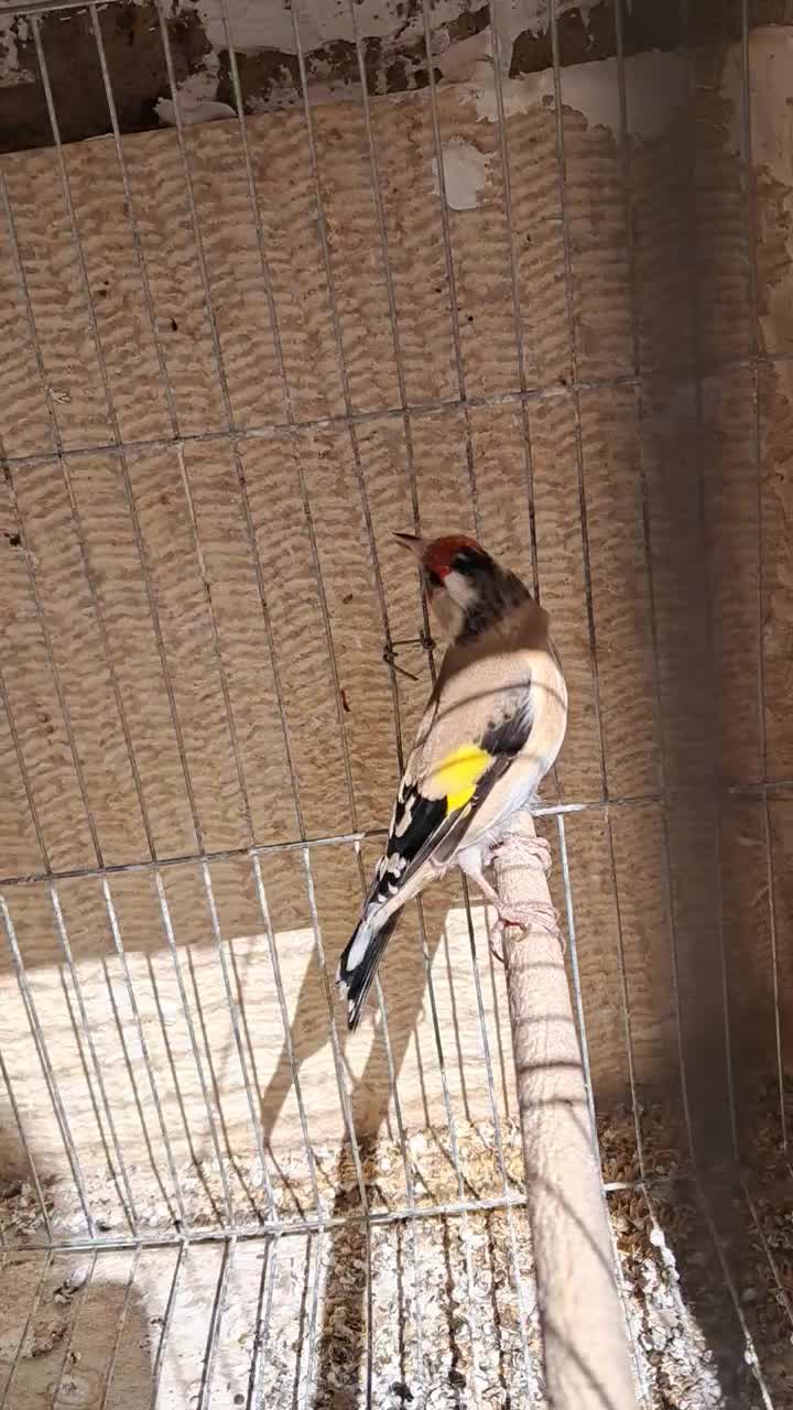 ماده سهره|پرنده|شیراز, گویم|دیوار