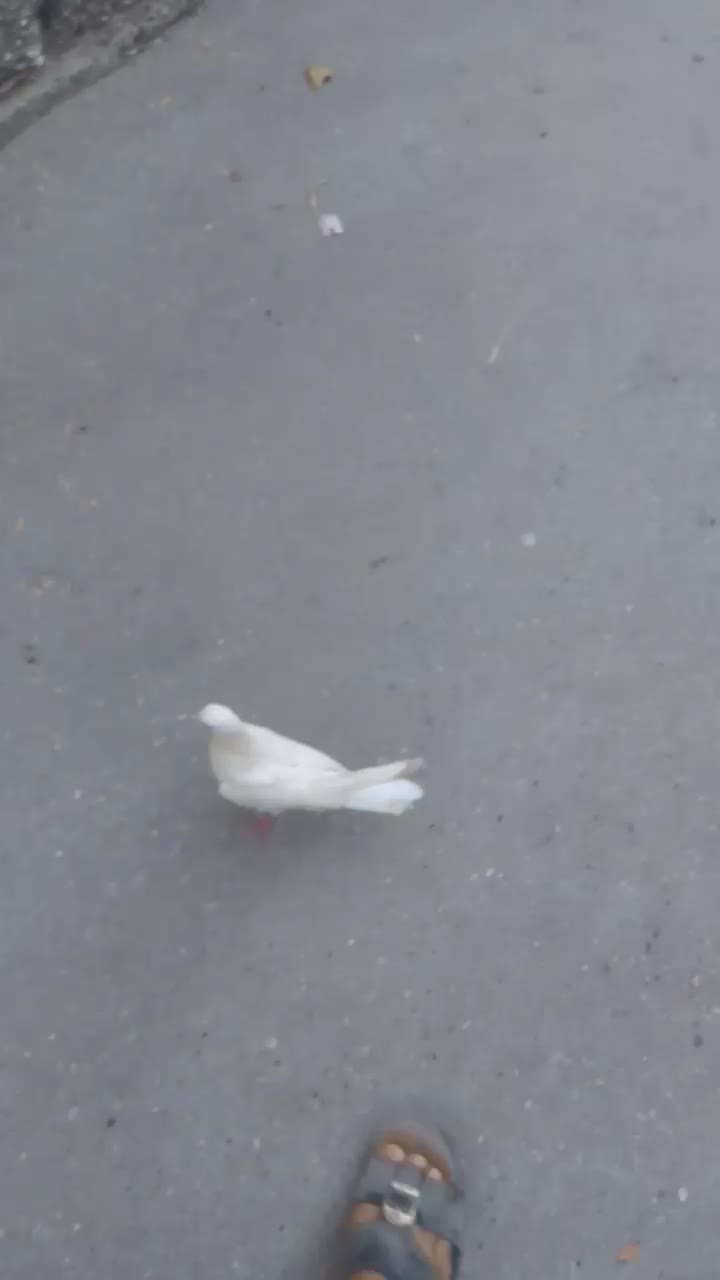 کفتر سفید درجایی|پرنده|میناب, |دیوار