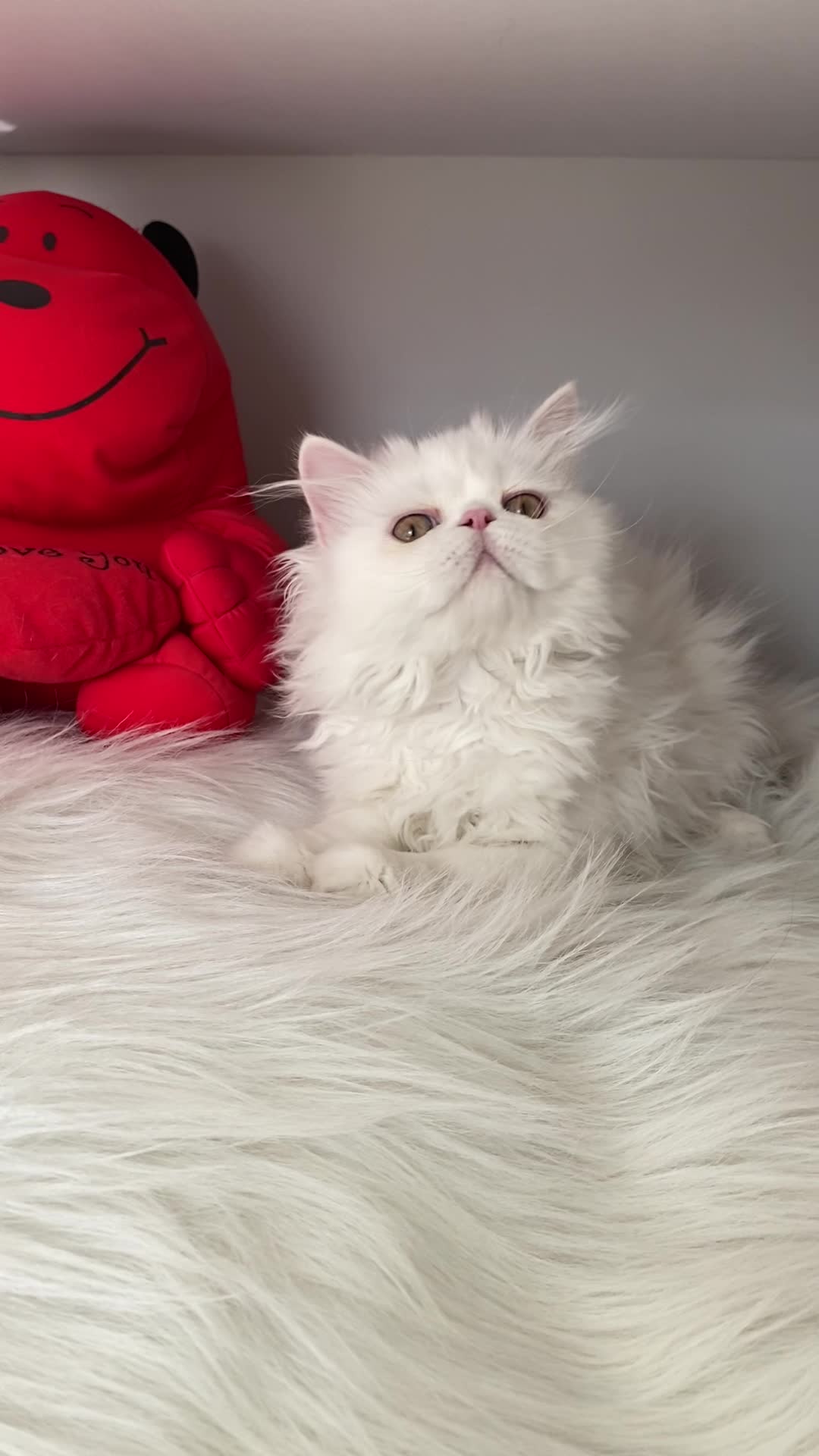 گربه پرشین سوپر فلت ۲/۵ ماهه پسر|گربه|تبریز, |دیوار