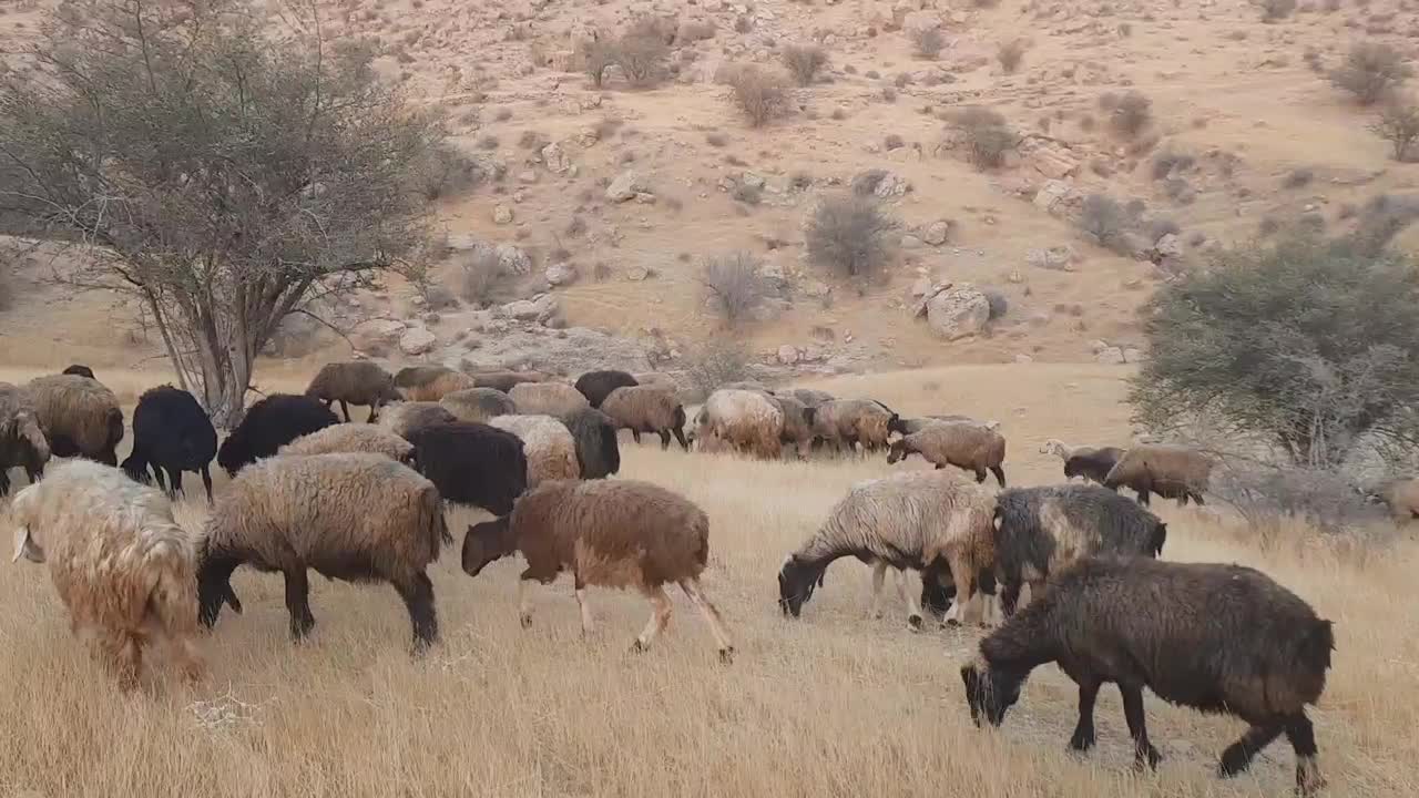 فروش میش داشتی|حیوانات مزرعه|خشت, |دیوار