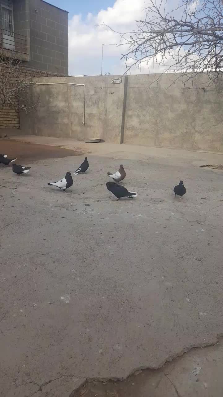 دم سفید فروشی|پرنده|ابهر, |دیوار