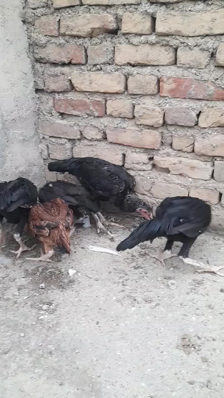 جوجه لاری|حیوانات مزرعه|مینودشت, |دیوار