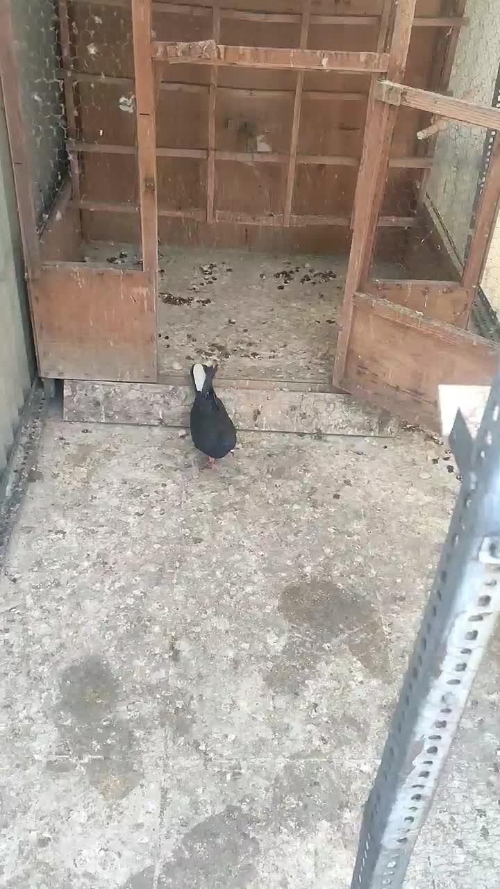 کبوتر زاغ نشون دار تهرانی شهرستانی|پرنده|تهران, سبلان (لشگر)|دیوار