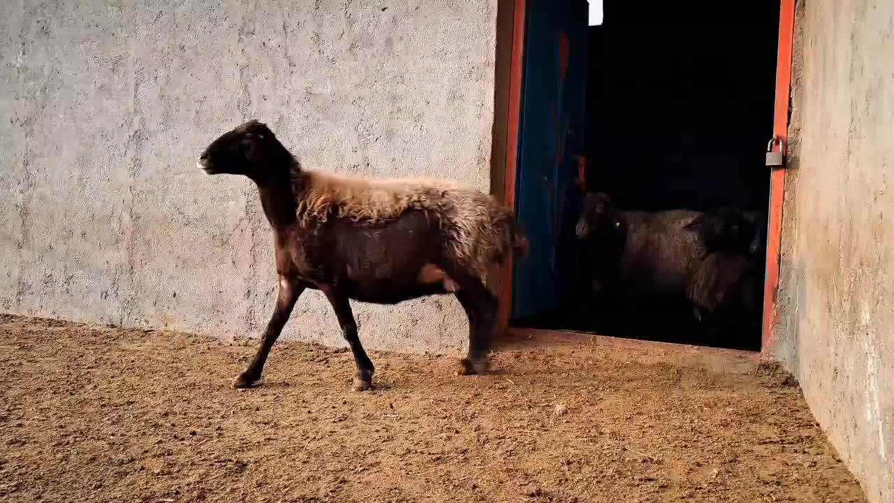 ۱۰ راس گوسفند قزل افشار سیمینتال آبستن از هترو|حیوانات مزرعه|شال, |دیوار