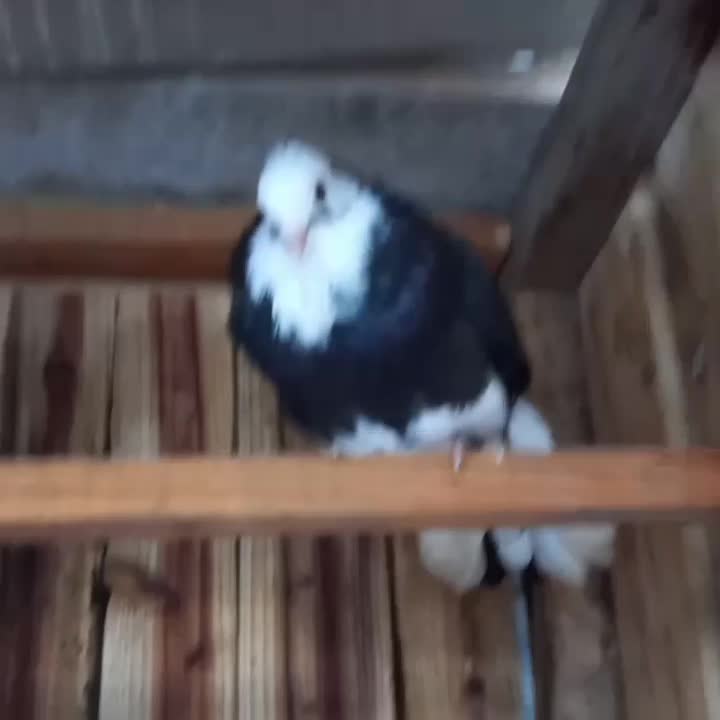 کبوترشازده|پرنده|اسالم, |دیوار