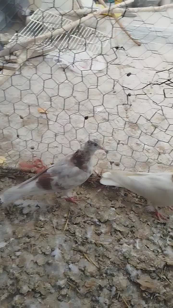 کبوتر|پرنده|کنگاور, |دیوار