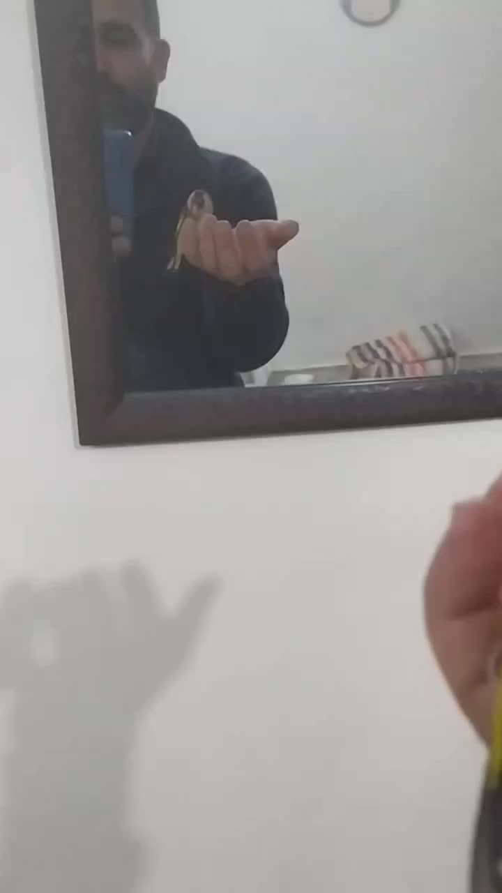 سیره|پرنده|اندیمشک, |دیوار