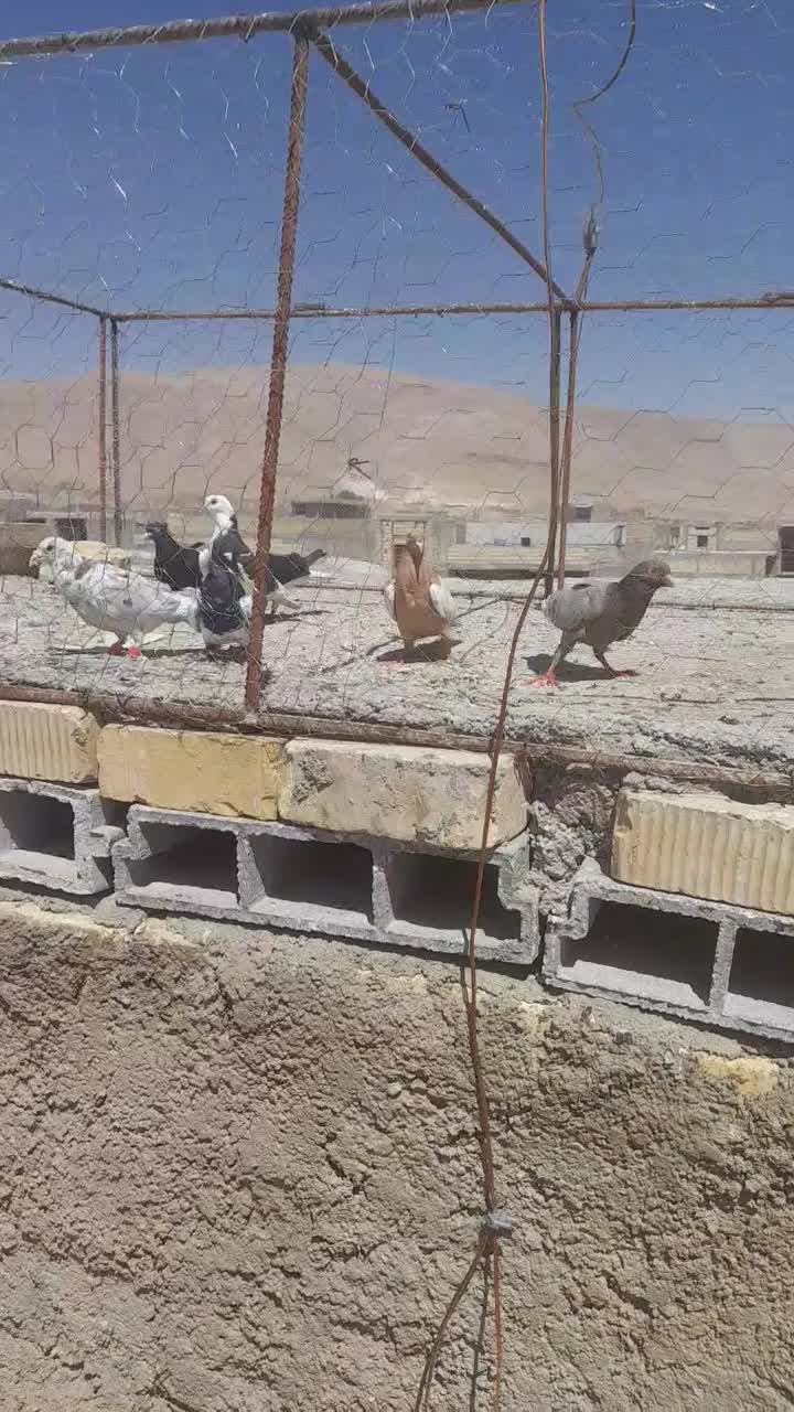 کبوتر ۸عدد کفتر خوب دونه ۲۵۰ همش رنگی شهری|پرنده|شیراز, ماه فیروزان|دیوار