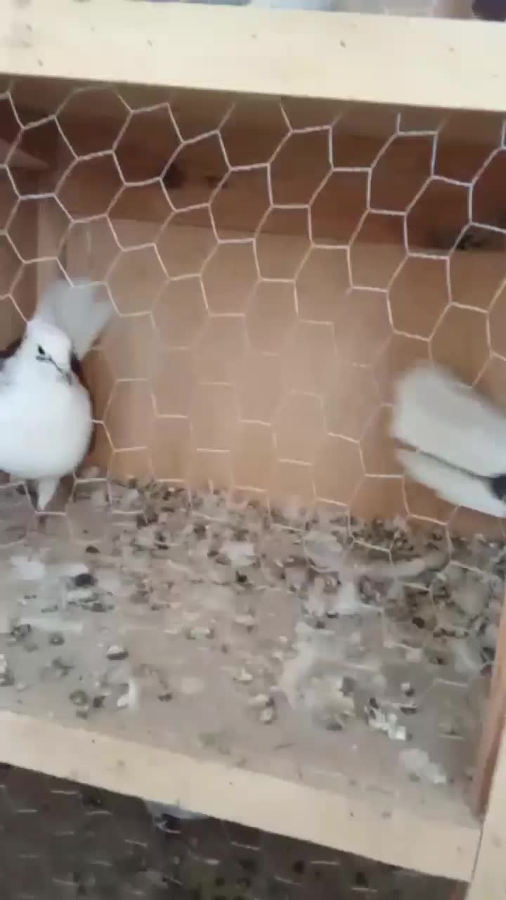 کفتر جفت پشتدار کاکلی سیاه|پرنده|صفادشت, |دیوار