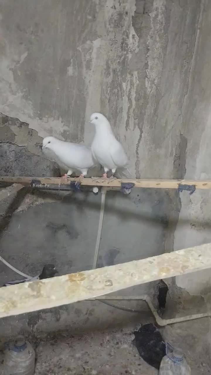 یک جفت کبوتر سفید|پرنده|نقده, |دیوار