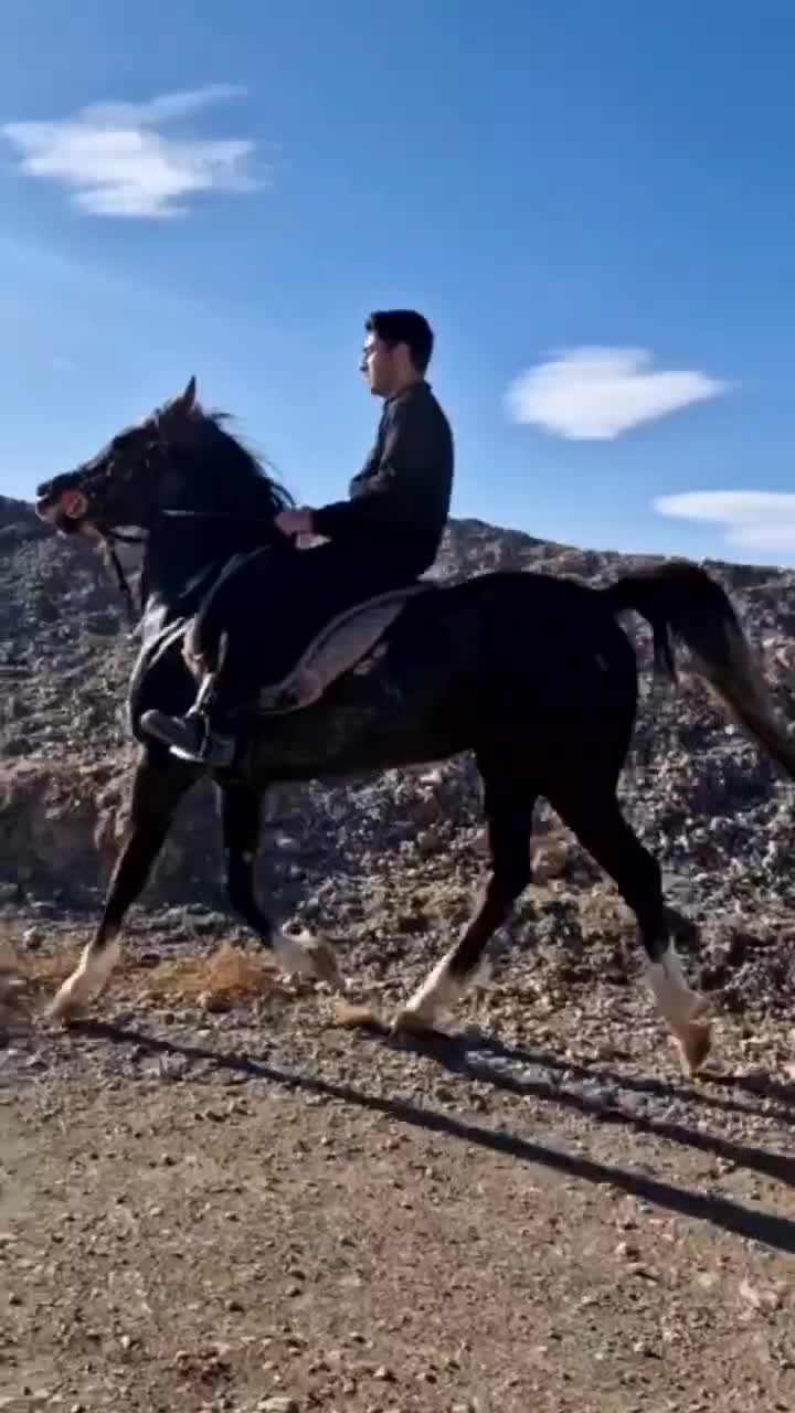 اسب|اسب و تجهیزات اسب‌سواری|یزد, |دیوار