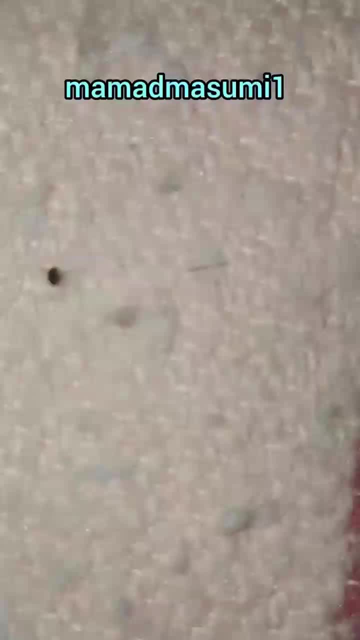 سمپاشی منزل دارای گواهینامه بهداشت حرفه ای سم پاشی|خدمات نظافت|کرج, کرج نو|دیوار