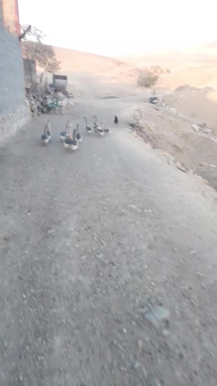 قوغاز اکراینی کیلویی ۵۰۰ هزار|حیوانات مزرعه|اسدآباد, |دیوار