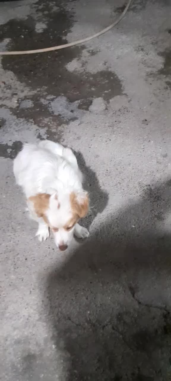 فروش سگ پا کوتاه|سگ|ارومیه, |دیوار