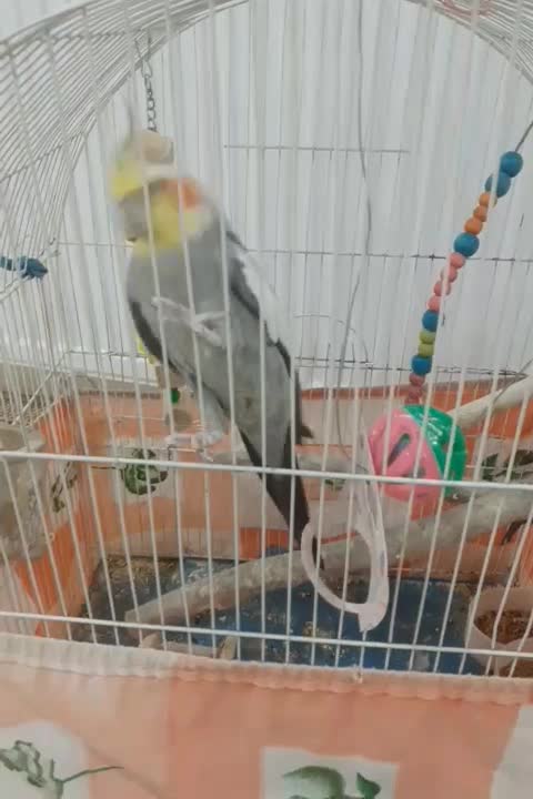 عروس هلندی سخنگو|پرنده|قیدار, |دیوار