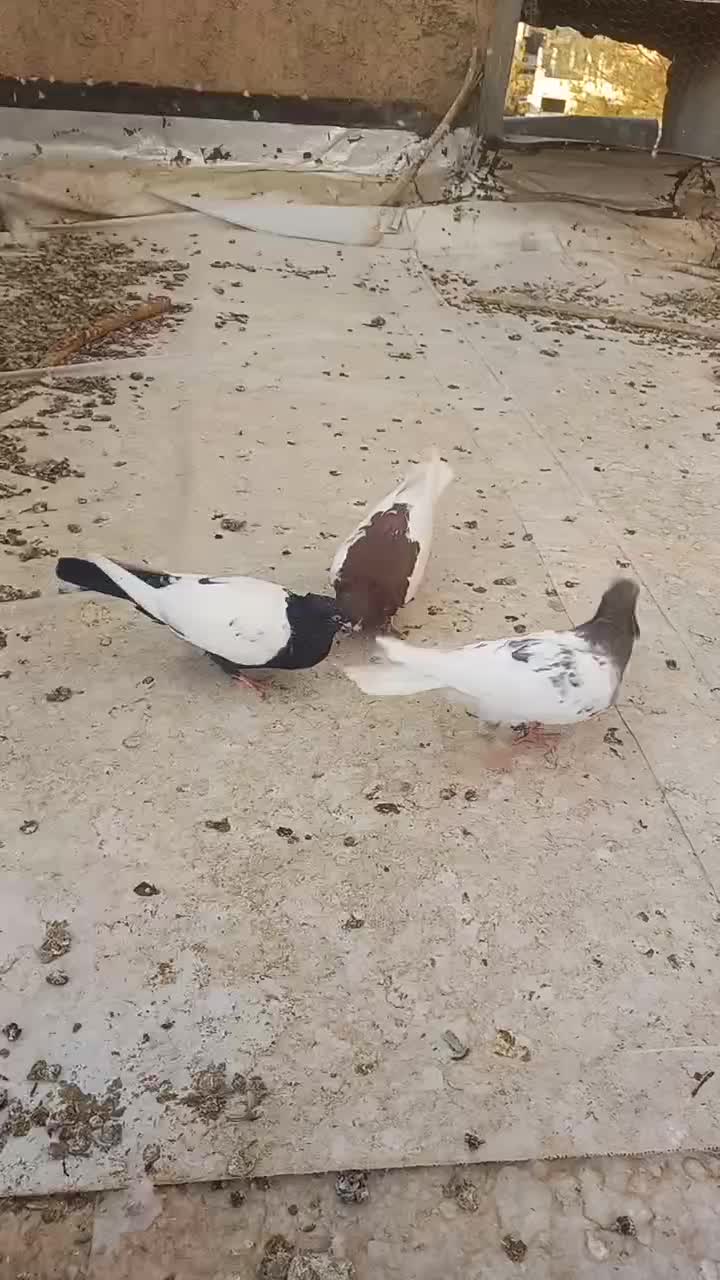 کبوتر|پرنده|مبارکه, |دیوار