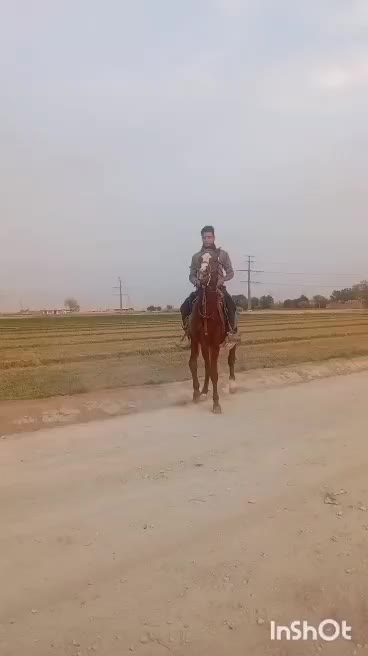 اسبسواری|اسب و تجهیزات اسبسواری|نائین, |دیوار