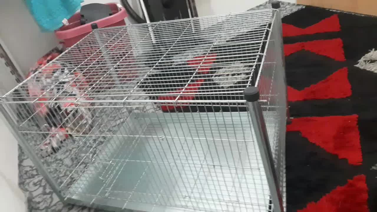 قفس نو مناسب گربه و سگ|لوازم جانبی حیوانات|نسیم‌شهر, |دیوار