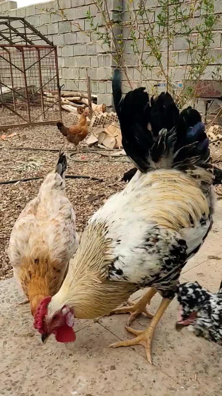 خروس|حیوانات مزرعه|دهلران, |دیوار