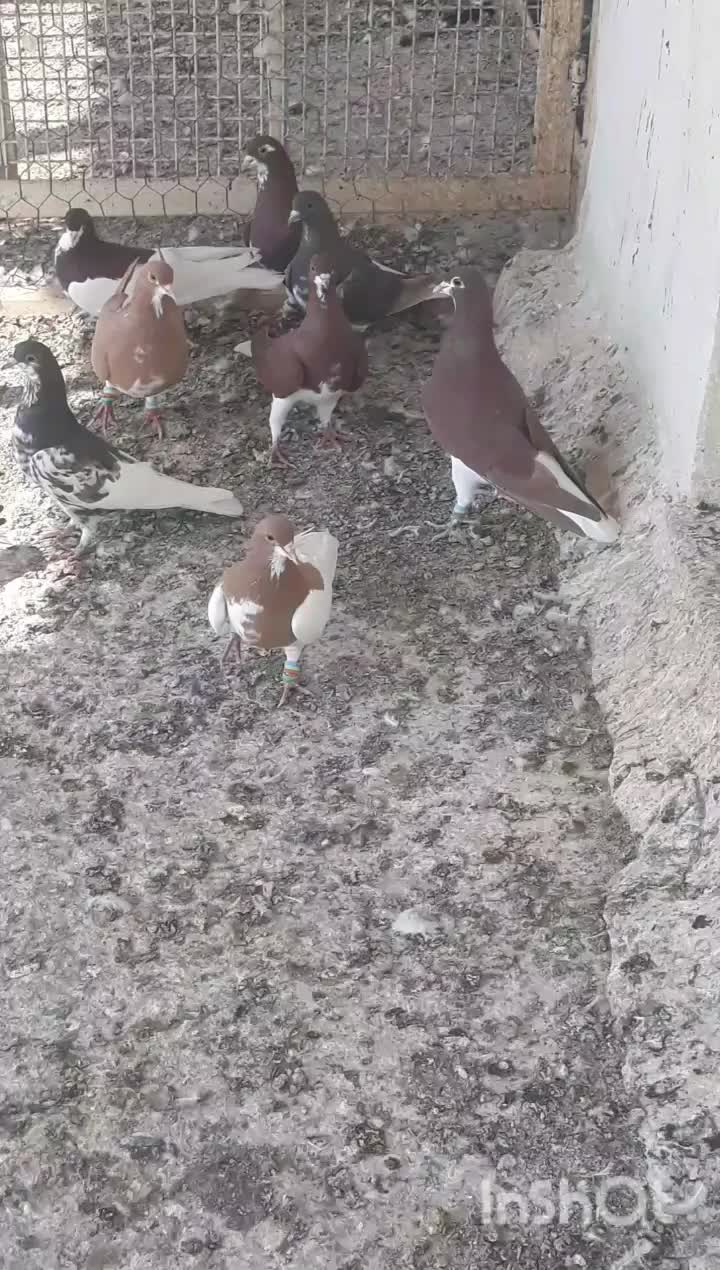 کبوتر شهری|پرنده|بوشهر, |دیوار