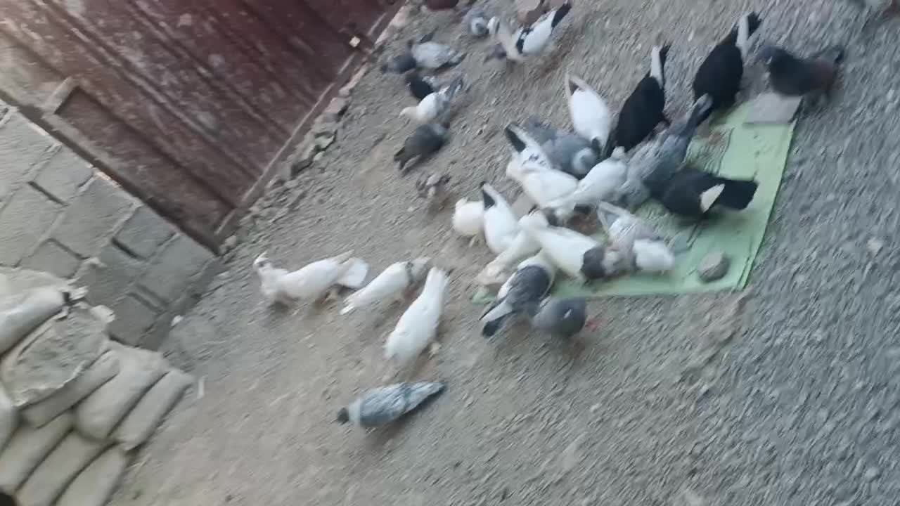 فروش کبوتر|پرنده|سراوان, |دیوار