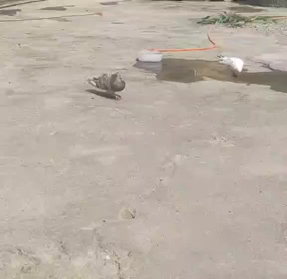 کفتر باخت داده|پرنده|اشنویه, |دیوار