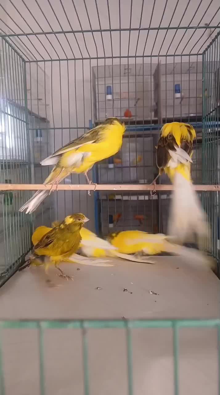 تعدادی قناری بلند رسمی پلاک دار حدود ۲۲جفت|پرنده|قنوات, |دیوار