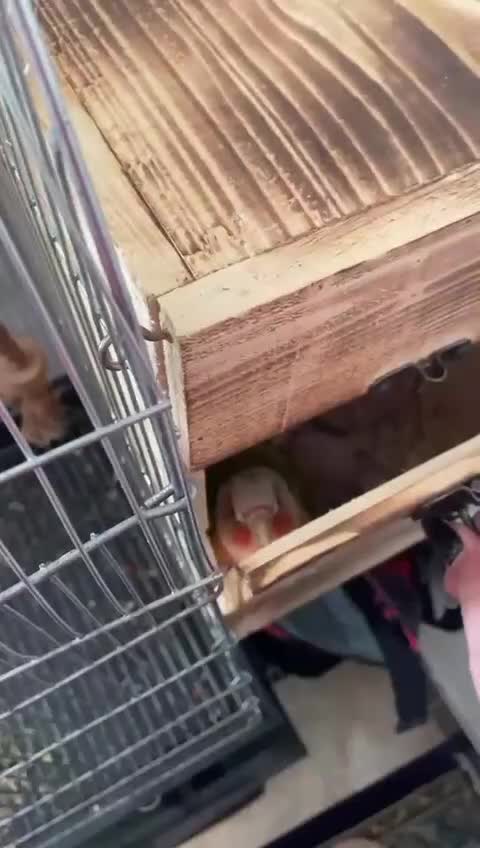 جفت طوطی آناناسی رد اکستریم مولد|پرنده|ملارد, |دیوار