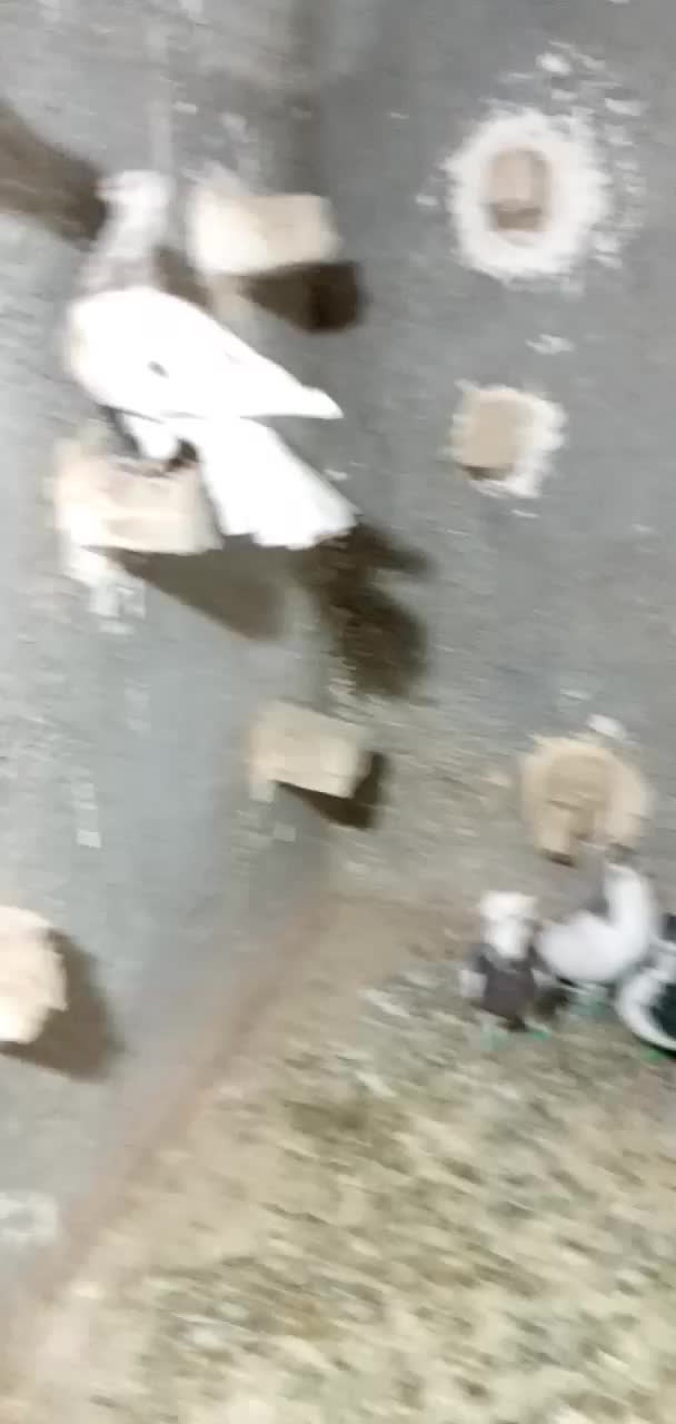 کبوتر گرفتنی|پرنده|سبزوار, زینبیه|دیوار