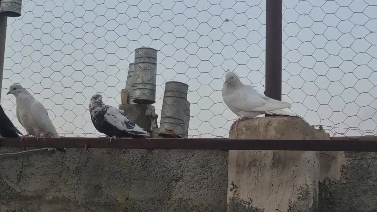 13 عدد پرشی|پرنده|یزد, |دیوار