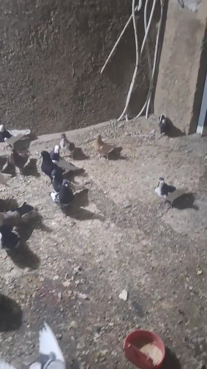 کبوتر|پرنده|شیراز, کرونی(خاتونک)|دیوار