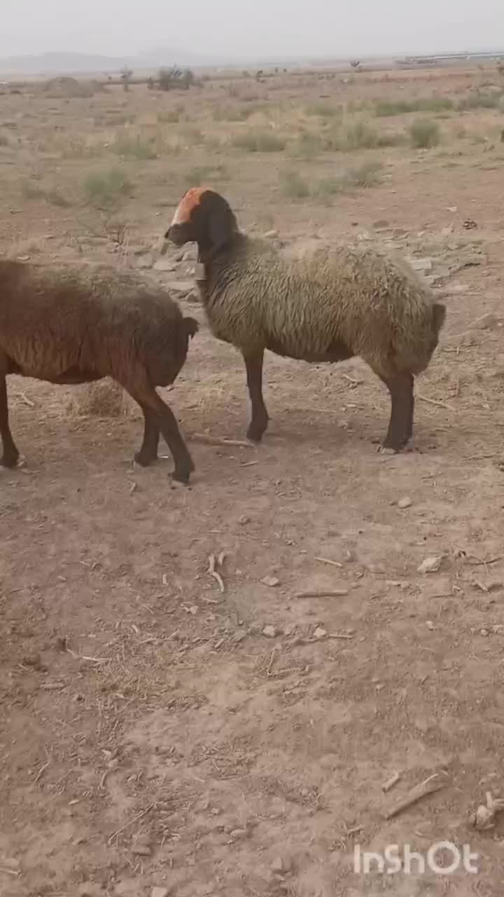 گوسفند شال|حیوانات مزرعه|اسفرورین, |دیوار