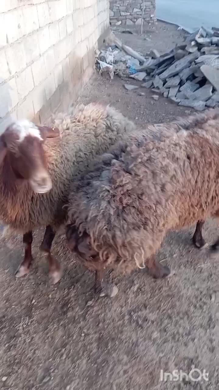 میش چاق|حیوانات مزرعه|تربت جام, جامرود|دیوار