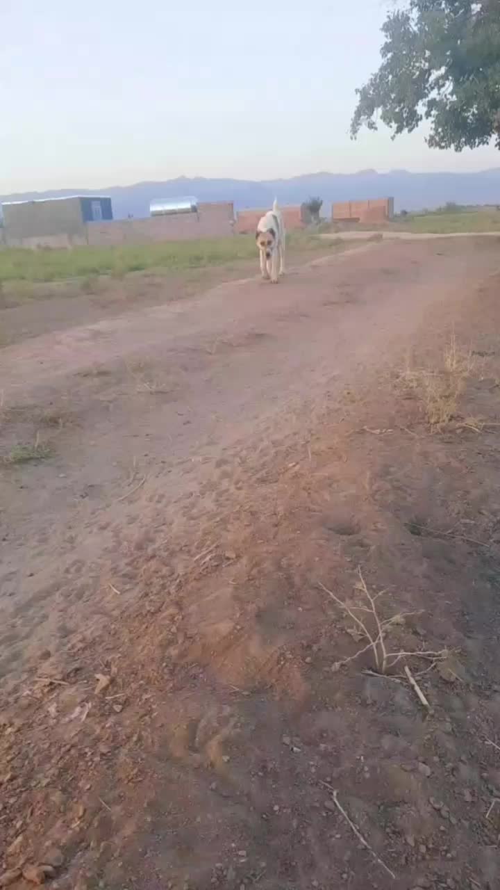 سگ نگهبان|سگ|خلیل آباد, |دیوار