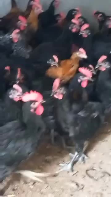 جوجه خروس محلی|حیوانات مزرعه|کازرون, |دیوار