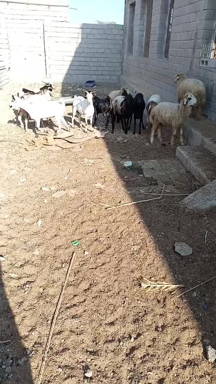 کهره وبره وبزصومال با کهره نر مخصوص داشت|حیوانات مزرعه|قشم, |دیوار