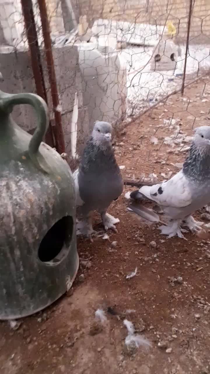 کبوتر سینه سبز نر|پرنده|شیراز, شاپورجان|دیوار