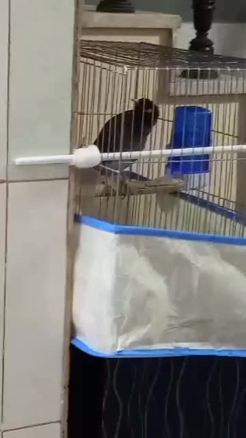 مرغ مینا سخنگو|پرنده|شیراز, دوکوهک|دیوار