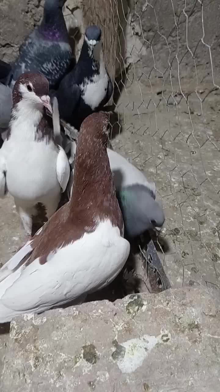 فروشی خاش|پرنده|سراوان, |دیوار