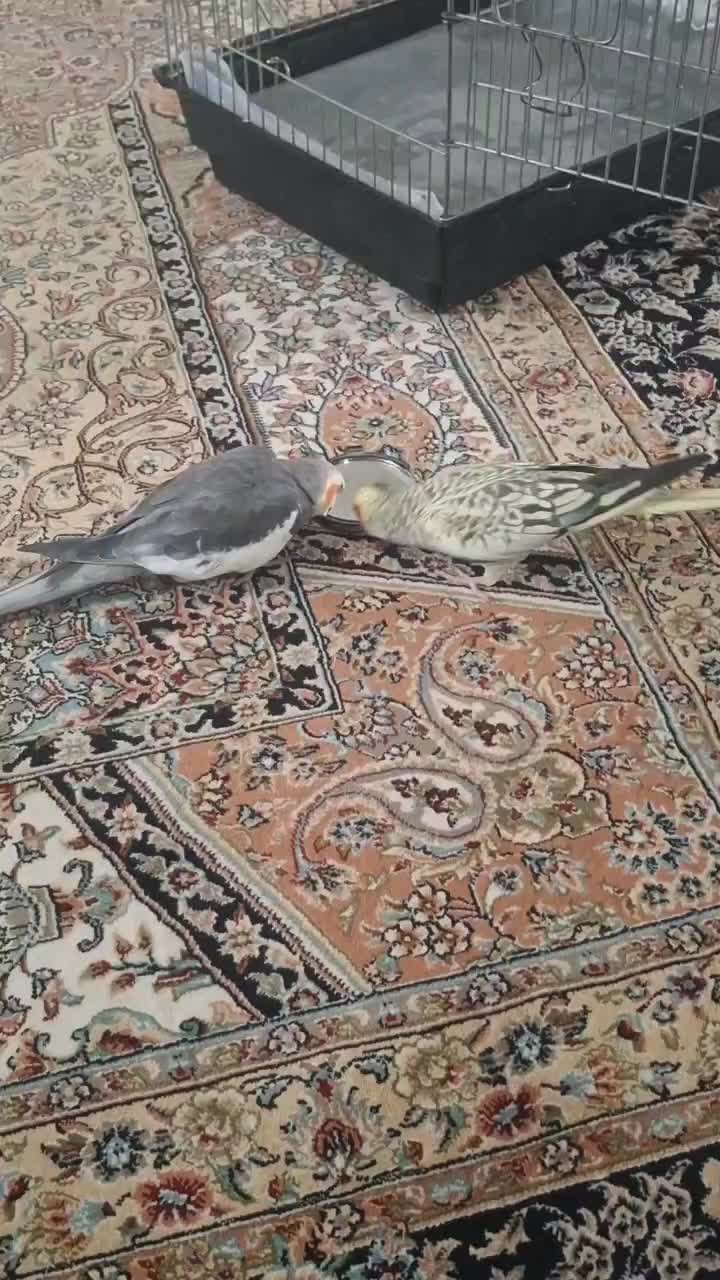 عروس هلندی|پرنده|قرچک, شهرک الحدید|دیوار