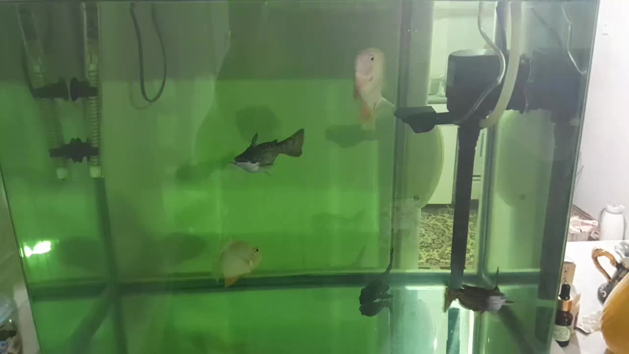 ماهی سورم وکت چوبی و لجن خوار|ماهی|اردبیل, |دیوار