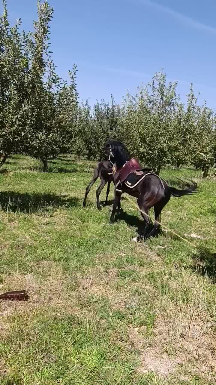 فروش اسب کرد سه ساله|اسب و تجهیزات اسب‌سواری|چالدران, |دیوار