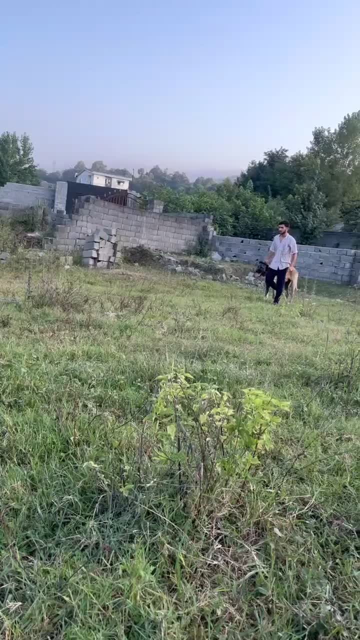 سگ سرابی بینظیر|سگ|گرگان, |دیوار