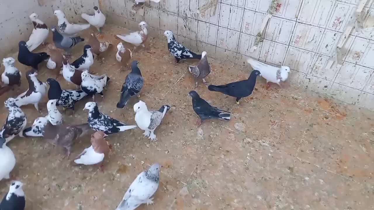 کبوتر رنگی ۴۵ تا سری ۲۵۰ همه باهم|پرنده|شوشتر, |دیوار
