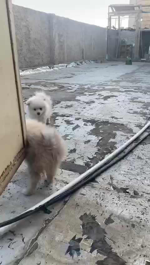 فروشی|سگ|ورامین, ورامین|دیوار