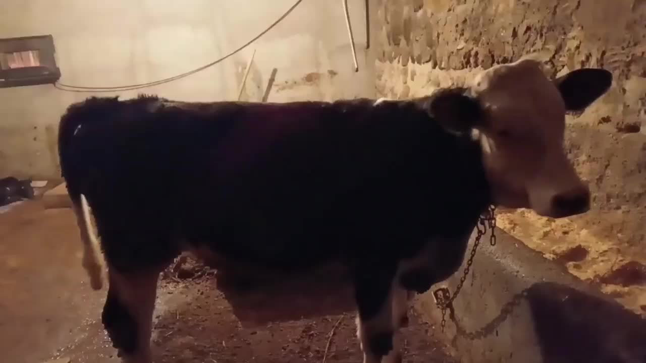 گوساله|حیوانات مزرعه|هیر, |دیوار